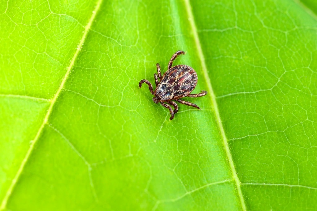 meadow tick male.jpg s1024x1024wisk20cB5UpfLMSov9Jw4SjKdvlsbaLyD6keLOiUcQfhoowzPg