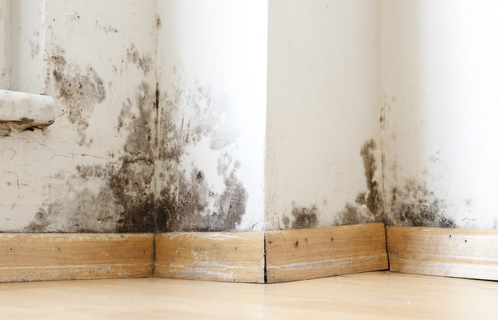 damp buildings damaged by black mold and fungus dampness or water