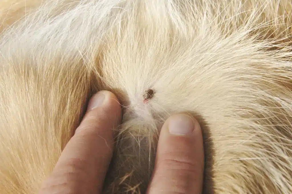 BART DOG W TICK USE THIS FRONT COVER AUG 22 2023 BART DOG W TICK USE THIS FRONT COVER AUG 22 2023