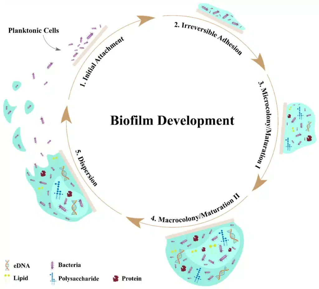 BIOFILM microorganisms 11 02595 g001 BIOFILM microorganisms 11 02595 g001